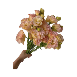 Flores cortadas frescas de <span class=keywords><strong>Campanula</strong></span> de color champán al por mayor - Product Image 3