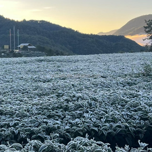 ชาอู่หลงหมักกรองกรดแกม<span class=keywords><strong>มา</strong></span>อะมิโนบิวทีริก ปี 2026 ขา<span class=keywords><strong>ย</strong></span>ส่ง OEM รุ่นแบล็คไดมอนด์ เทิงชง <span class=keywords><strong>ย</strong></span>ูนนาน แบบขายส่งจำนวน<span class=keywords><strong>มา</strong></span>ก - Product Image 5