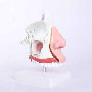 Modelo de anatomía nasal de PVC con textura suave Chinon BIX-A1059 del Medical College, ampliado dos veces para que los estudiantes entiendan la anatomía nasal interna - Product Image 3