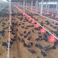 Plateau d'alimentation automatique pour poulets RS-09, mangeoire en plastique pour volailles