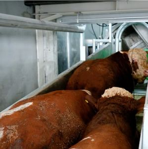 Maquinaria Moderna para Mataderos de Ganado, Equipo Automático de Ahorro de Energía para Sacrificio de Bovinos, Motor de Alto Rendimiento con Rodamientos - Product Image 2