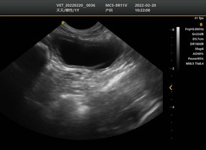 Longermay <span class=keywords><strong>Spectral</strong></span> Pulse <span class=keywords><strong>Doppler</strong></span> 4B Modo de imagen Veterinario Color <span class=keywords><strong>Doppler</strong></span> Sistema de ultrasonido - Product Image 6