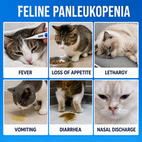 Bandelettes de test pour maladies infectieuses du chat, approvisionnement direct usine, kit de diagnostic rapide 3-en-1 pour FPV/FeLV/FIPV, qualité hospitalière