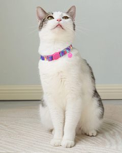 KingHon Adjustable Small Dog Pet Cat Nylon Collar With Cute Flowers Printing and Small Bell Solid Pattern Easy to Fit - Product Image 5