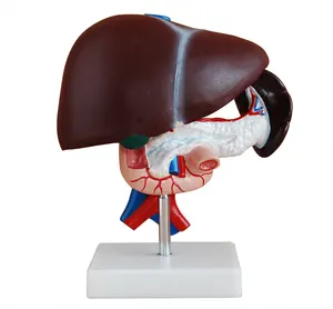 Scienza medica PVC modello anatomico umano di fegato, fegato e mali