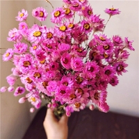 Vente en gros d'arrangements de fleurs naturelles, bouquet de marguerites roses séchées, rhodanthe