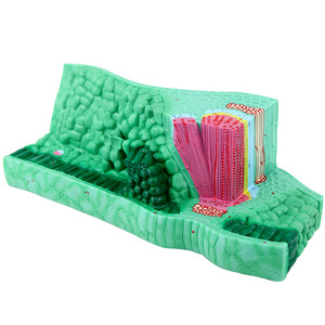 Modèle de structure de feuille de Qinghua, modèle d'anatomie végétale pour les collèges et lycées, équipement expérimental biologique, matériel pédagogique - Product Image 1