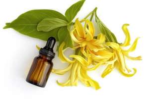 Natural Ylang Ylang <b>Essential</b> <b>Oil</b> for <b>Diffuser</b> and Cosmetic Manufacturing High Quality Steam Distilled <b>Oil</b> for Personal Care - Product Image 4