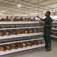 Poulailler industriel automatique économique de grande capacité de type A pour poules pondeuses