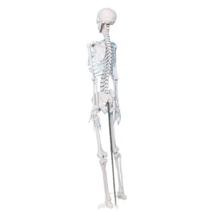 Nuevo Modelo de <span class=keywords><strong>Esqueleto</strong></span> Humano Grande de 176 CM, sin Arteria Carótida ni Nervio Espinal, 2025 - Product Image 5