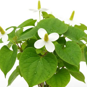 TW Houttuynia Cordata PDRN 1000ppm, Materia Prima Cosmética Derivada de Hierbas Botánicas, Ingrediente Activo Polinucleótido para Pieles Sensibles - Product Image 1