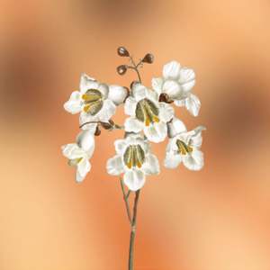 Divain Gourmand Fragrance Primer 60ml per l'applicazione di profumi - Product Image 2