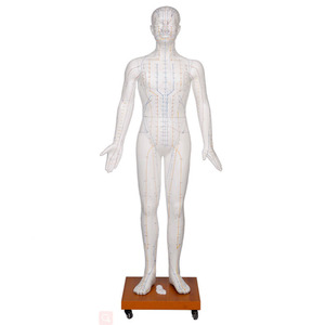 نموذج الوخز بالإبر الاحترافي بحجم الإنسان الطبيعي 178 سم للتعليم الطبي والتدريب - Product Image 2
