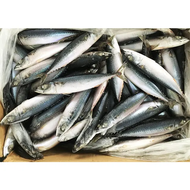 Congelato frutti di mare pacific sgombro pesce esportatore dalla Cina