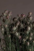 Vente en gros gousses de nigelle séchées naturelles pour décoration de vase de fête mariage