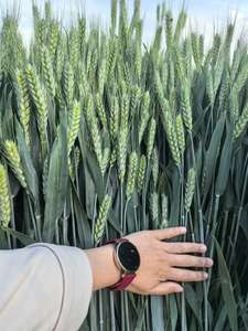 मिट्टी में सुधार के लिए प्रीमियम कार्बनिक मिश्रण एनपीपी - Product Image 3