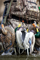 Ensemble de pêche durable Texas Rig de 4 pieds et 6 onces pour leurres de canard, conçu pour une chasse efficace au canard en extérieur