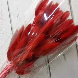 Vente en gros de <span class=keywords><strong>Lagurus</strong></span> Ovatus (Queues de lapin) séchées naturelles de qualité supérieure, 50 tiges/lot, pour les fleuristes et les organisateurs d'événements - Product Image 6