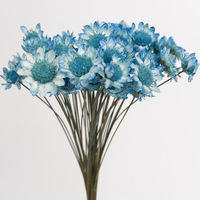 Die Bloemen Groothandel Droge Braziliaanse Ster Bloem Home Party Festival Decoraties Gedroogde Bloemen