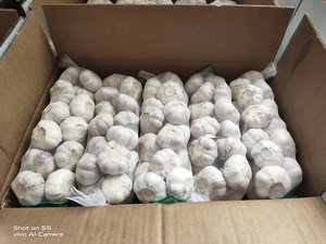 Premium <strong>Fresh</strong> <strong>Garlic</strong> From Jin Xiang County Shandong China <strong>Garlic</strong> Supplier - Product Image 5