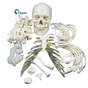 170CM PVC Ganzkörper-Skelett modell Scapula Humerus Sternum Rippen Ulna Radius Becken Ilium Patella Fibula Tibia Anatomie Modell - Product Image 1