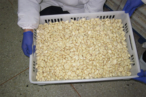 Bawang Putih Kupas 1KG/Kantong Vakum Asal Cina - Product Image 3