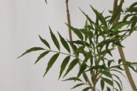 Salon bureau bonsaï mariage simulation arbre plantes lumière luxe jour lys simulation plantes vertes