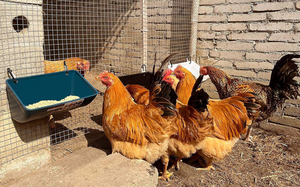 New PP Material Hanging Poultry Feed Trough Bucket Chicken <strong>Duck</strong> &amp; Goat <strong>Feeder</strong> for Fence Fencing 1-Year Warranty - Product Image 5