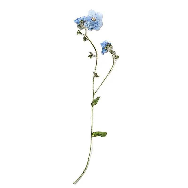 MNR1928 Forget-me-not flores secas para DIY escudo do telefone móvel ou atividades das crianças