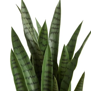 Planta Artificial <span class=keywords><strong>de</strong></span> Serpiente, Bonsái <span class=keywords><strong>de</strong></span> Plástico, Simulación <span class=keywords><strong>de</strong></span> Planta Verde, Bonsái <span class=keywords><strong>de</strong></span> Planta Serpiente, <span class=keywords><strong>Sansevieria</strong></span>, <span class=keywords><strong>Hoja</strong></span> <span class=keywords><strong>de</strong></span> Plástico Verde para Decoración del Hogar - Product Image 6