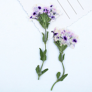 Fleurs de verbena séchées pressées naturelles avec tiges pour la fabrication de résine, de coques de téléphone, de marque-pages et de bougies - Product Image 4