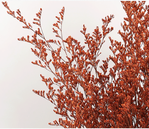 Lover di Limonium essiccato di Caspia conservato in erba Limonium conservato per composizioni floreali e decorazioni - Product Image 5