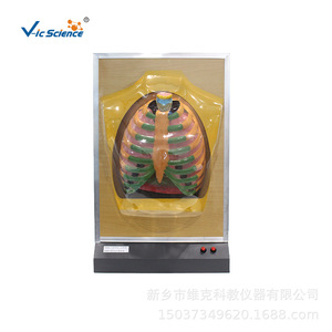 Simulateur de mouvement du diaphragme électrique ; modèle de démonstration électrique du système respiratoire - Product Image 4