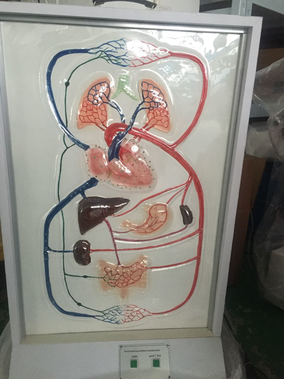 血液循環系模型 (透視式)♡ 血管系模型 血液循環系模型 1/2倍大モデル : 学林舎 - 通販