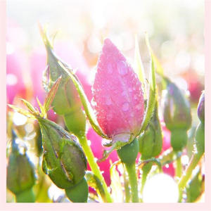 Vendita calda <span class=keywords><strong>rosa</strong></span> <span class=keywords><strong>rosa</strong></span> Bud tè essiccato fiori commestibili nuovo raccolto crudo lavorato confezionato sacchetto scatola prezzo competitivo - Product Image 6