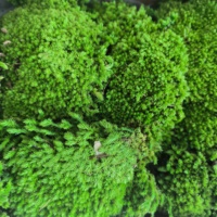 2025 réel naturel vert préservé pôle mousse oreiller chignon coussin mousse de maison fête décoration préservé pôle mousse prix usine