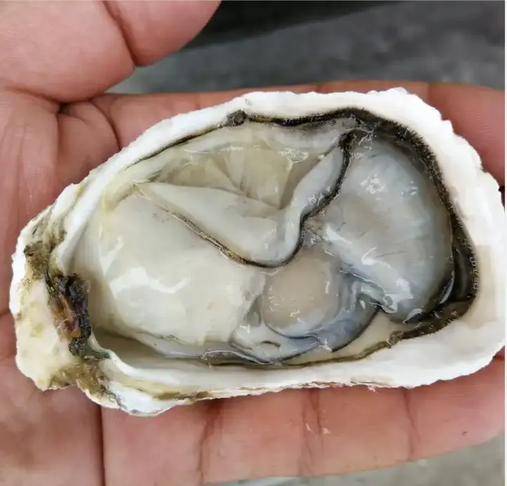 Freshwater hot sale frozen half shell pacific oyster