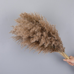 Herbe de la Pampa Naturelle Séchée en Gros pour Décoration de Mariage et d'Intérieur – Meilleure Vente - Product Image 4