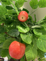 Vente en gros de grandes plantes simulées décoratives en plastique d'intérieur et d'extérieur pommier artificiel naturel au toucher réel pour la décoration