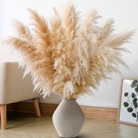 Décoration de mariage bohème en gros, grande plume de pampas séchée, décoration florale, pampas séchée naturelle réelle et préservée pour la décoration