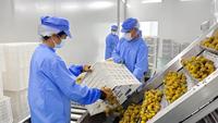 Solución Integral para Proyectos de Almacenes de Cadena de Frío: Centro de Distribución y Procesamiento de Carne con Caja de Cambios Automática Copeland Emerson