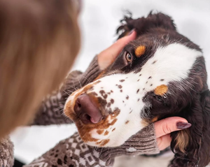 Collar con Feromonas Calmantes para Perros Medianos/Grandes, Calma y Conforta a los Perros Durante el Entrenamiento, Estancias, Ruidos Fuertes y Miedos al Aire Libre - Product Image 4