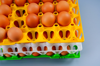 Caisse à oeufs colorée de haute qualité PP 30 plateau de transport d'oeufs plateau à oeufs de poulet en plastique pour la ferme de poulet