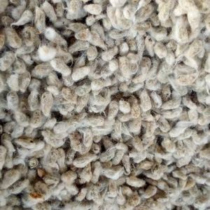 Producto Agrícola Integral de Primera Calidad, Alimento para Animales, Precio de Semillas de Algodón - Product Image 2