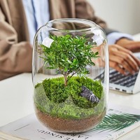Terrarium en verre transparent DIY 15x21 cm pour plantes succulentes, plantes aériennes, fougères, micro-paysages, vase décoratif pour la maison et le bureau, style Art Déco
