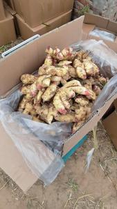 ราคาตลาดเครื่องเทศสำหรับทำอาหาร ขิงสดจากจีน ขิงสดจากฟาร์มธรรมชาติ ขิงสด - Product Image 4