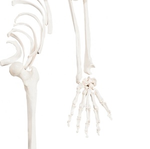 Esqueleto desarticulado <span class=keywords><strong>humano</strong></span> de CBM-001G, modelo de cuerpo completo, esqueleto médico anómico - Product Image 6