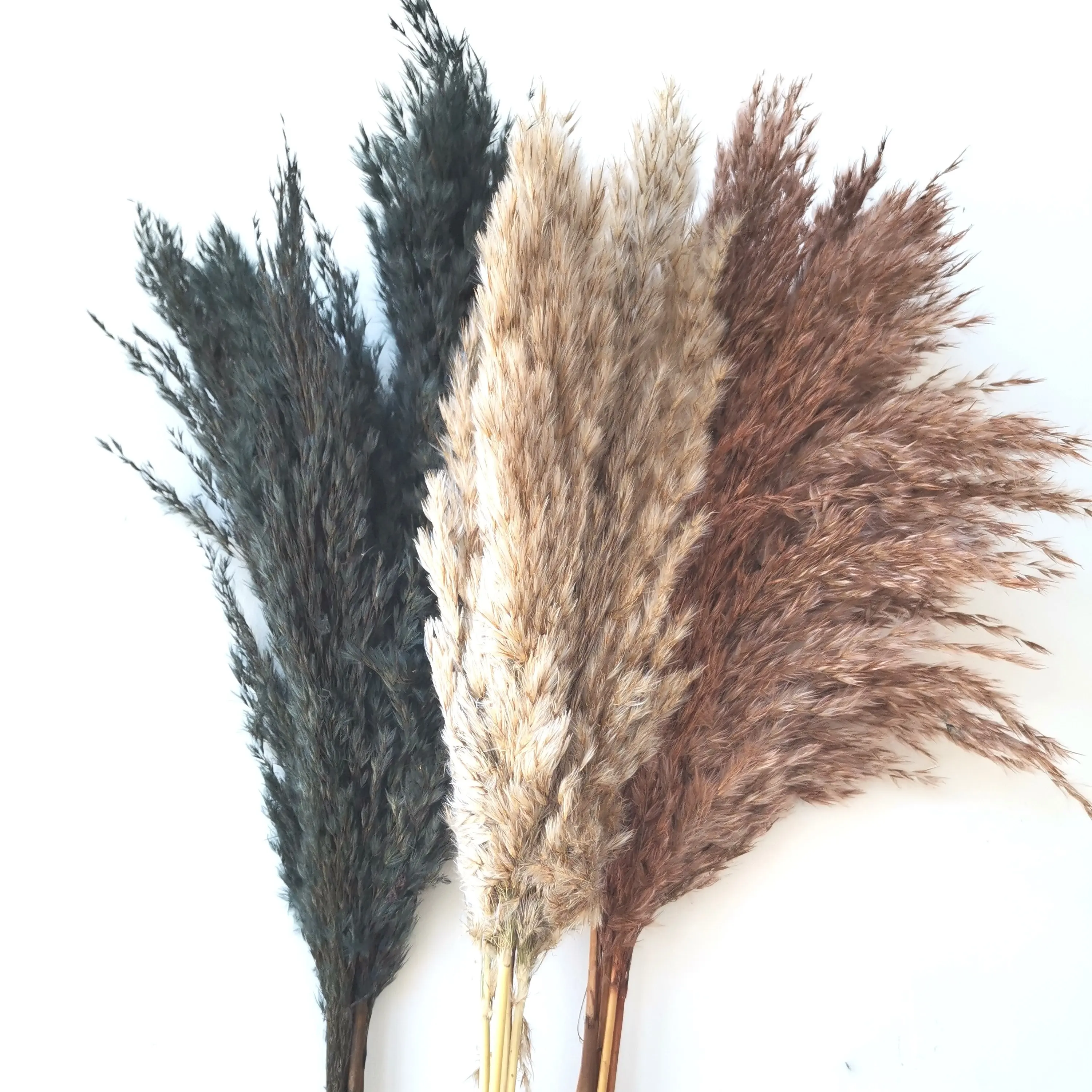 2023 Wholesale Pampas Grass Dried Flowers and Plants Multiple Pampas Colors for Wedding DIY Home Decoration