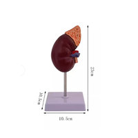 DARHMMY Modelo Anatómico de Riñón Humano de Tamaño Real para Educación Médica, Material de PVC