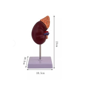 DARHMMY Modelo Anatómico de Riñón Humano de Tamaño Real para Educación Médica, Material de PVC - Product Image 2
